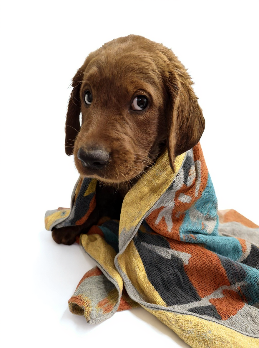 Paul - Neuer Bürohund und Nachwuchstalent