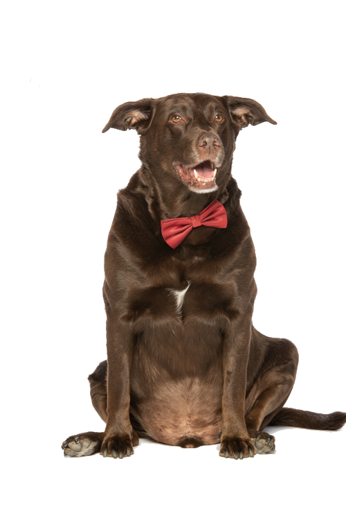 Tillmann - Bürohund und Namensgeber